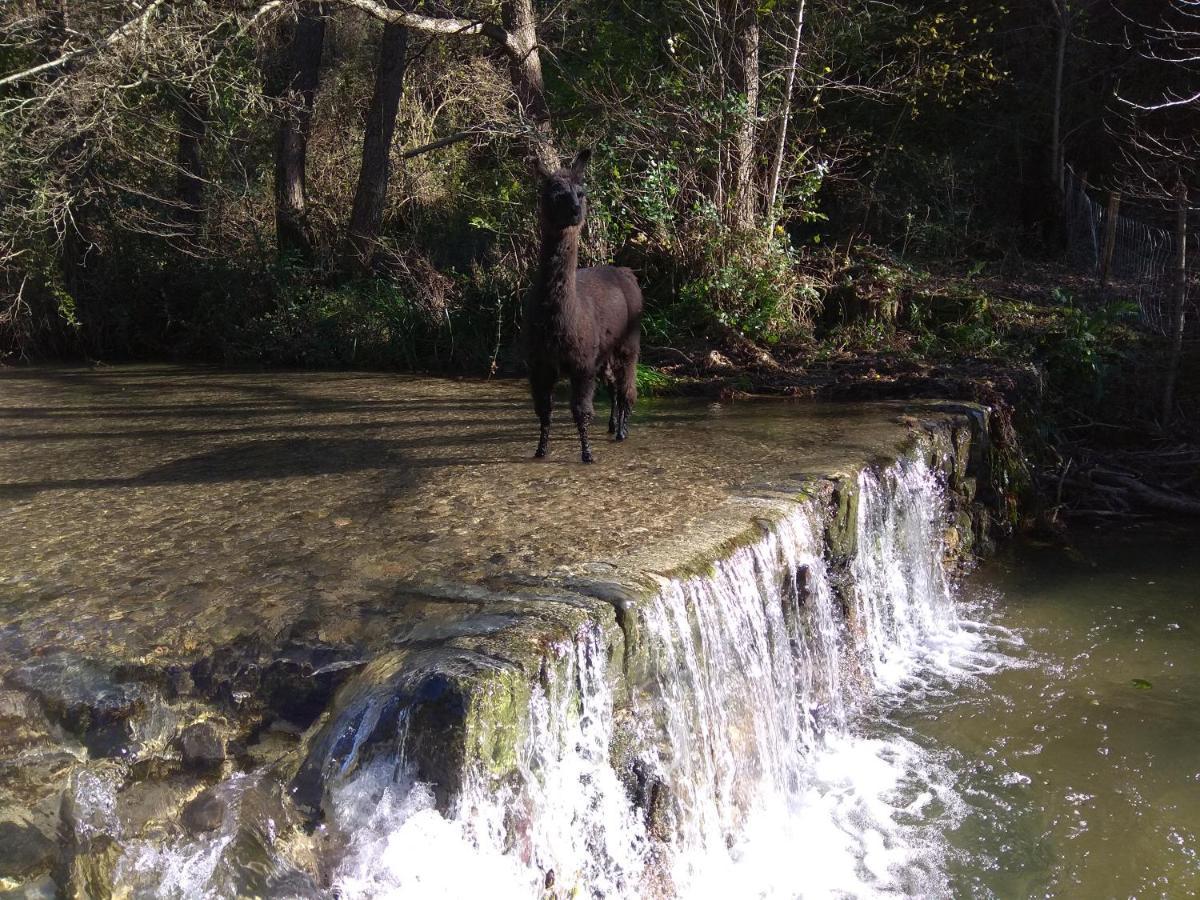 Chambre Cevennes: Piscine, Lamas, Riviere Cros  Exterior foto