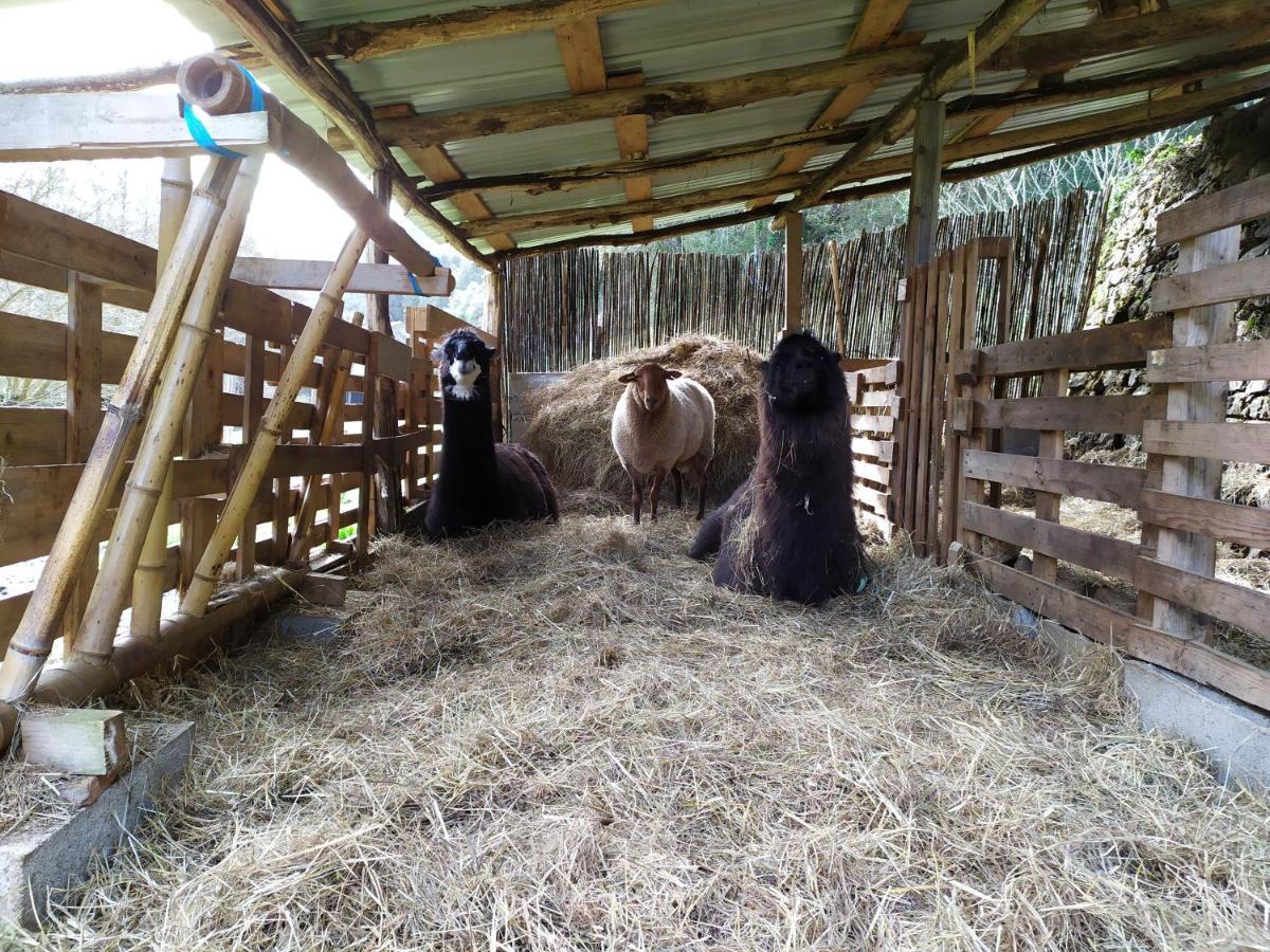Chambre Cevennes: Piscine, Lamas, Riviere Cros  Exterior foto